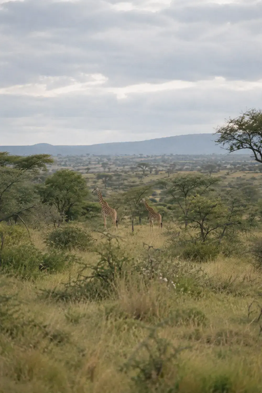 Giraffes in the savannah