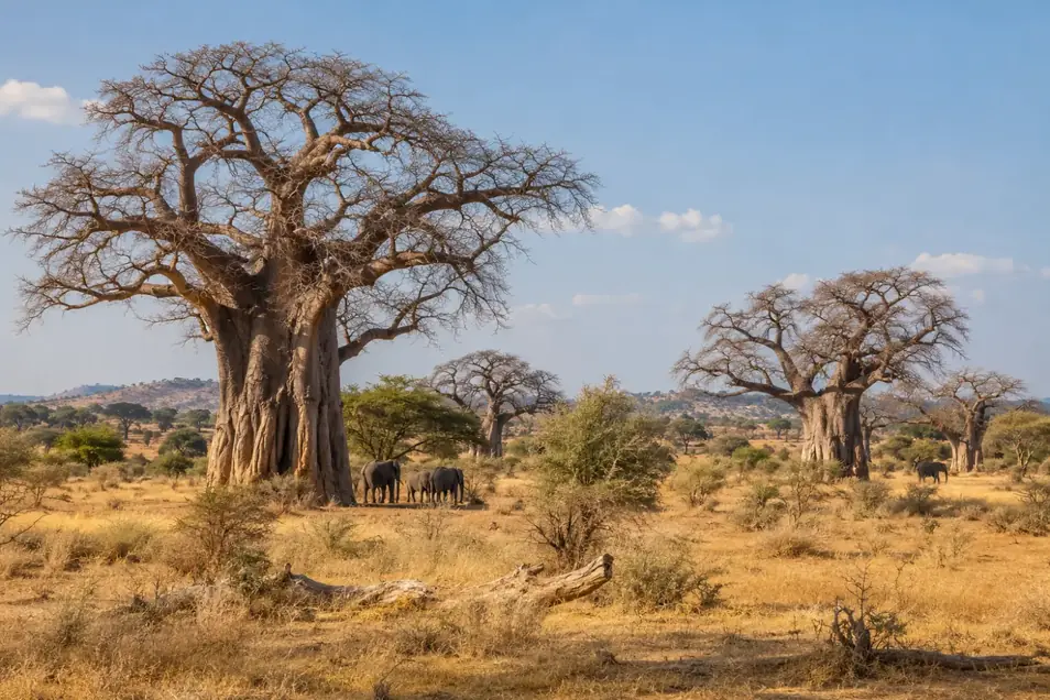 Tarangire landscape